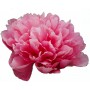 Peonija `Lorelei` Peonija `Lorelei`